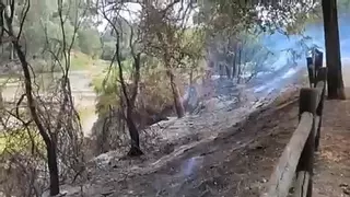 Un incendio junto a la Alameda del Suizo en Palma del Río activa a los bomberos del Infoca
