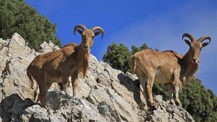 Dos hembras de arruí