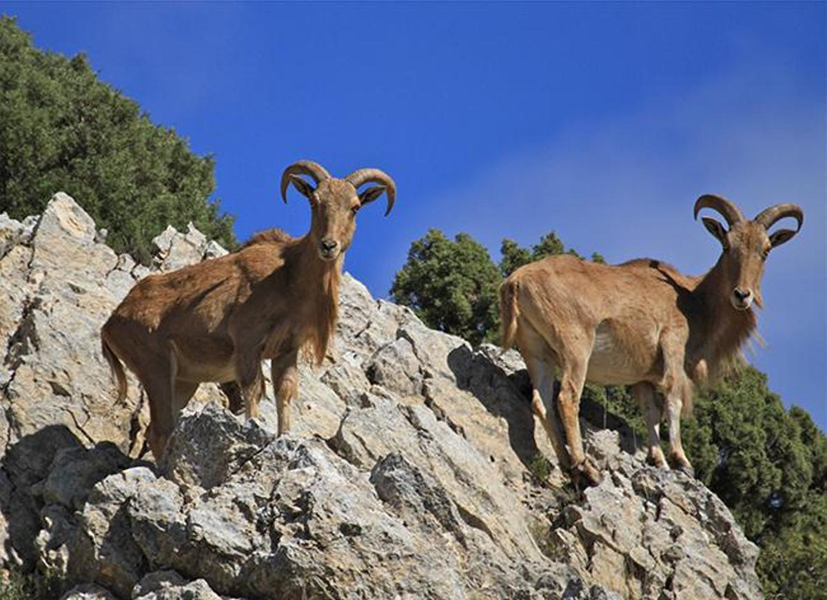 Dos hembras de arruí