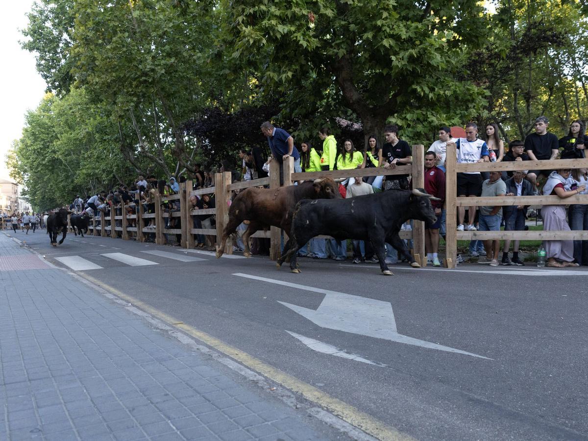 I Encierro tradiconal urbano de novillos, San Agustín Toro 2026