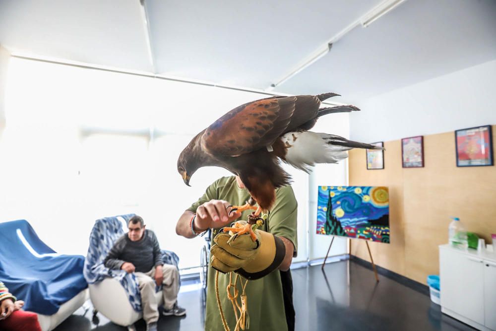 Aves rapaces forman parte de un programa educativo