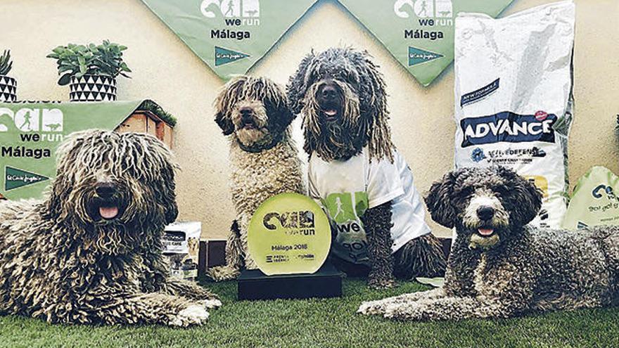 Perros y dueños disfrutarán  en la 1ª edición de Can We Run