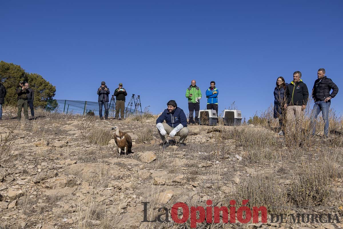 Suelta de dos buitres leonados en la Sierra de Mojantes en Caravaca