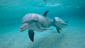 Las madres delfín hablan a sus crías con voz de bebé