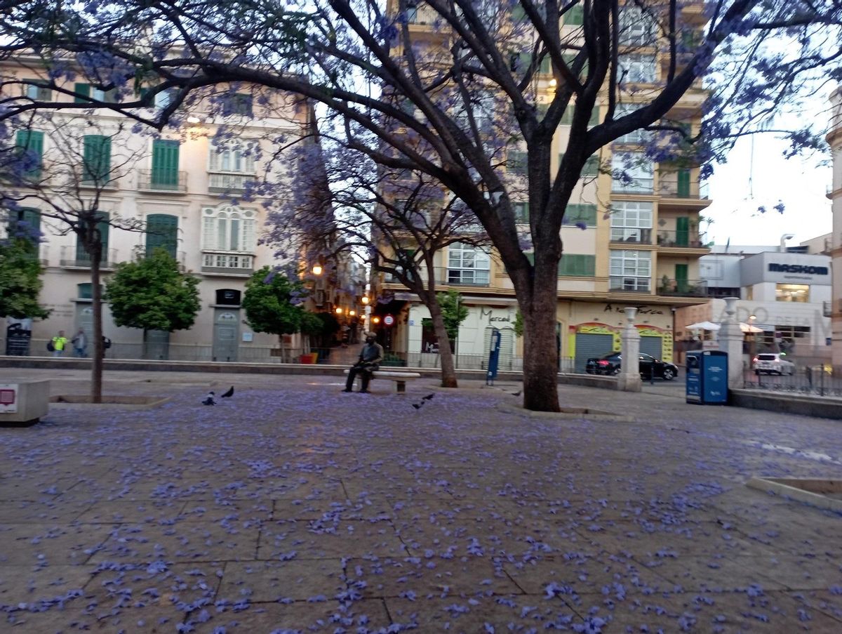 Manto de flores junto a la escultura de Picasso.