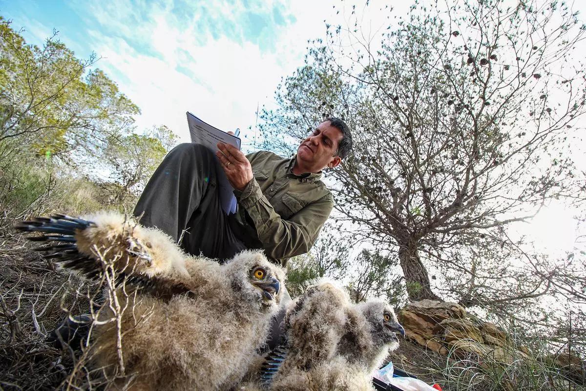 Anillamiento y seguimiento de los pollos de búho real en Sierra Escalona