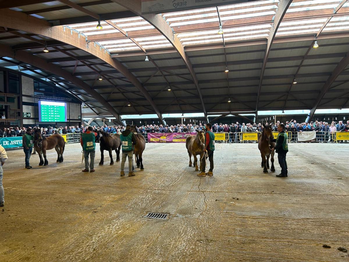 EN IMÁGENES: Concurso de Ganado Equino de la Montaña Asturiana en Pola de Siero EN IMÁGENES: Concurso de Ganado Equino de la Montaña Asturiana en Pola de Siero
