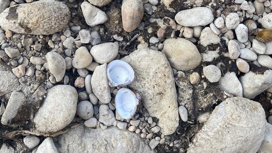 Acció Ecologista-Agró localiza ejemplares de almeja de río asiática que pueden afectar a la fauna del Canyoles