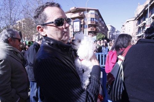 Bendición de animales en Murcia por San Antón