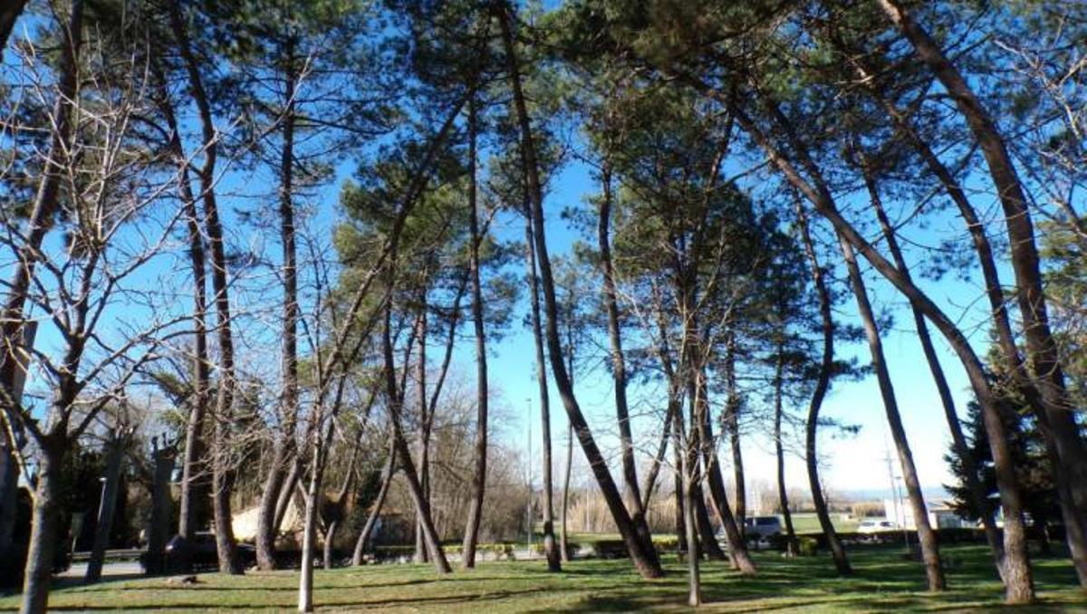 Arbres del parc de la Torre de Llagostera
