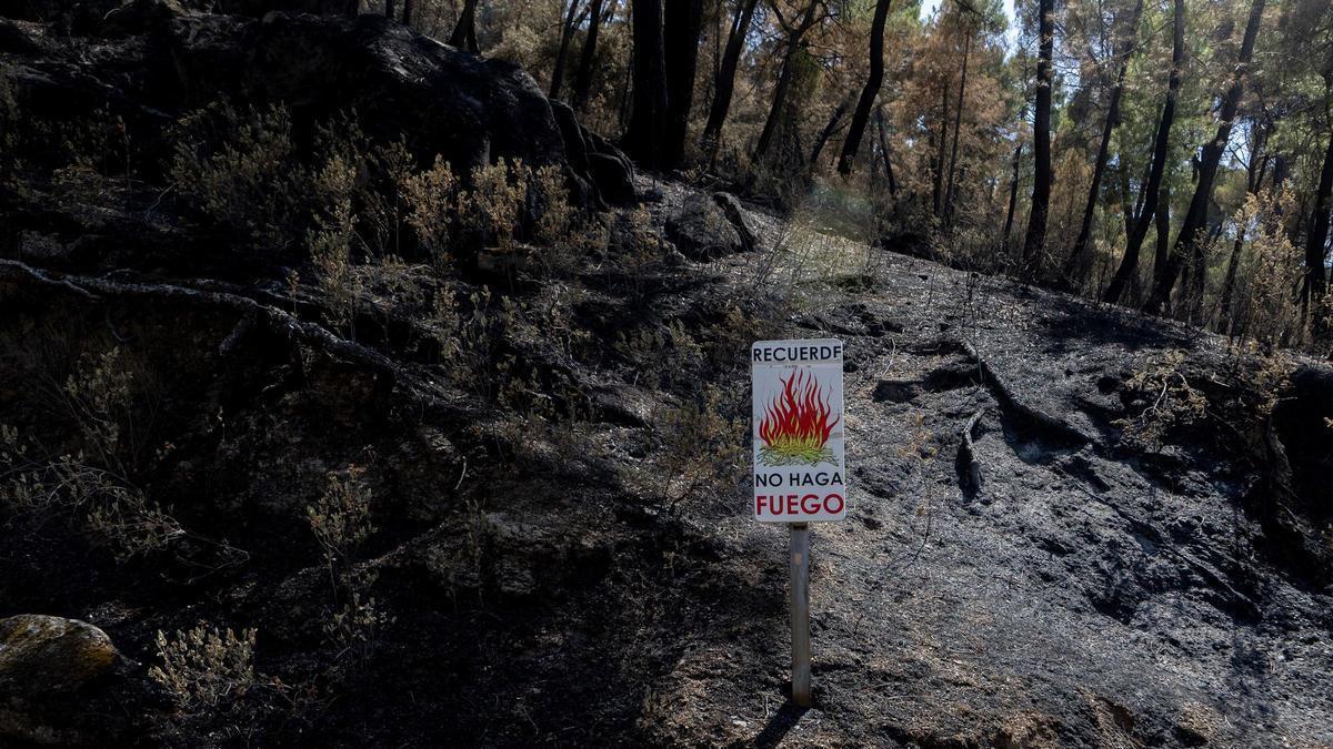 Zonas calcinadas tras el paso del incendio de la Sierra Oeste de Madrid.