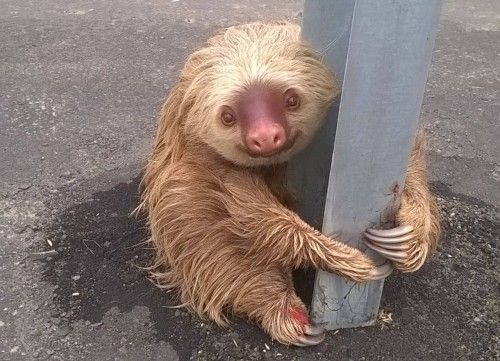 A sloth holds on to the post of a traffic barrier on a highway in this handout photo provided by Ecuador's Transit Commission in Quevedo