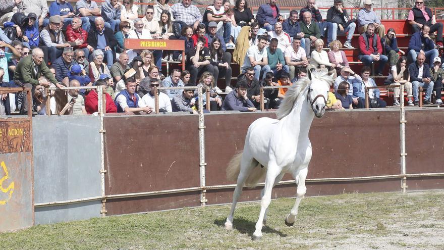 La Pascua de Padrón en imágenes