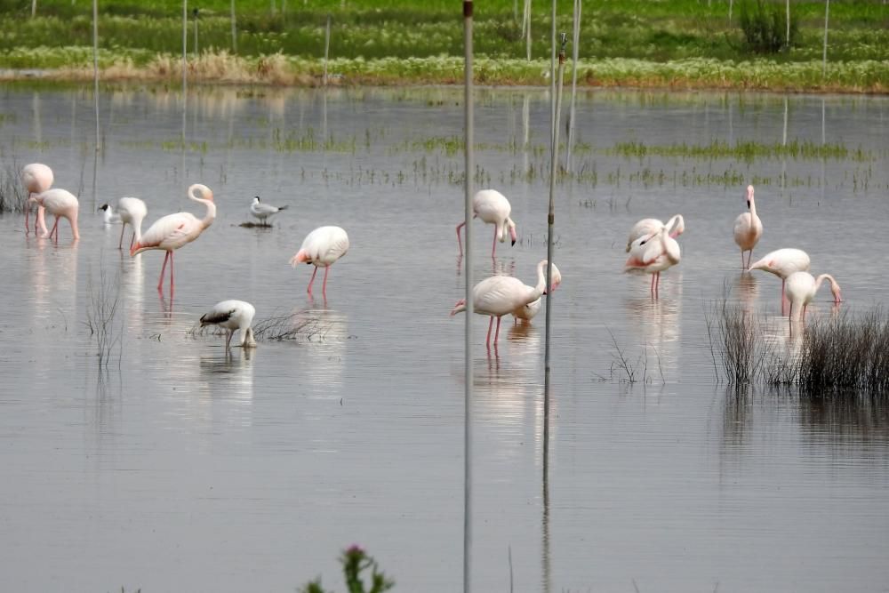 Flamencos y todo tipo de aves en la Laguna de Villena