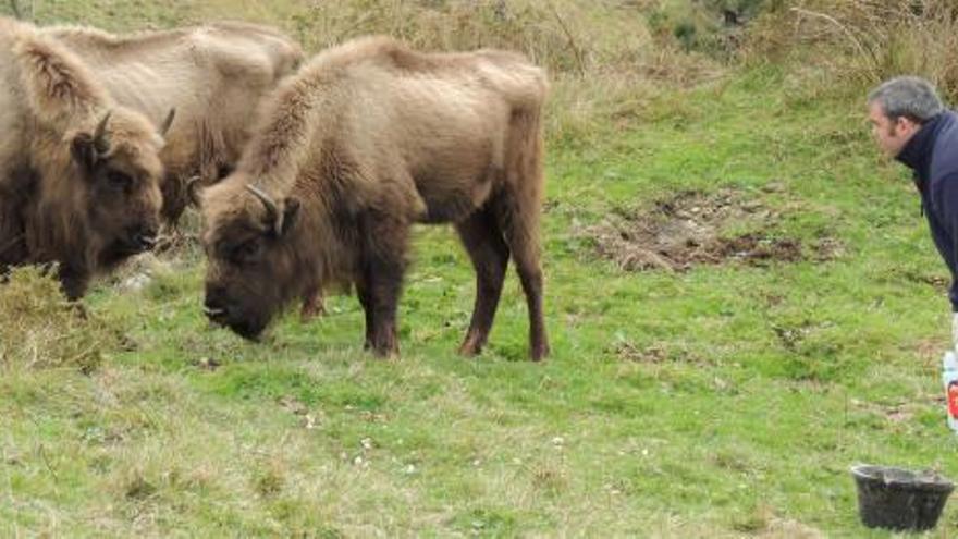 Fernando Morán atiende a los bisontes soltados en Villayón. | reproducción a. m. s.