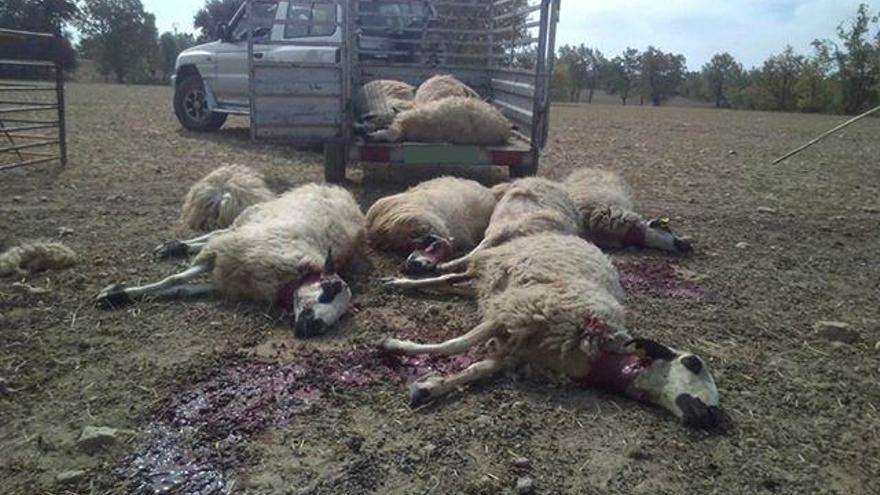 Cadáveres de las ovejas atacadas por los lobos en la ganadería de Fresno de Sayago.