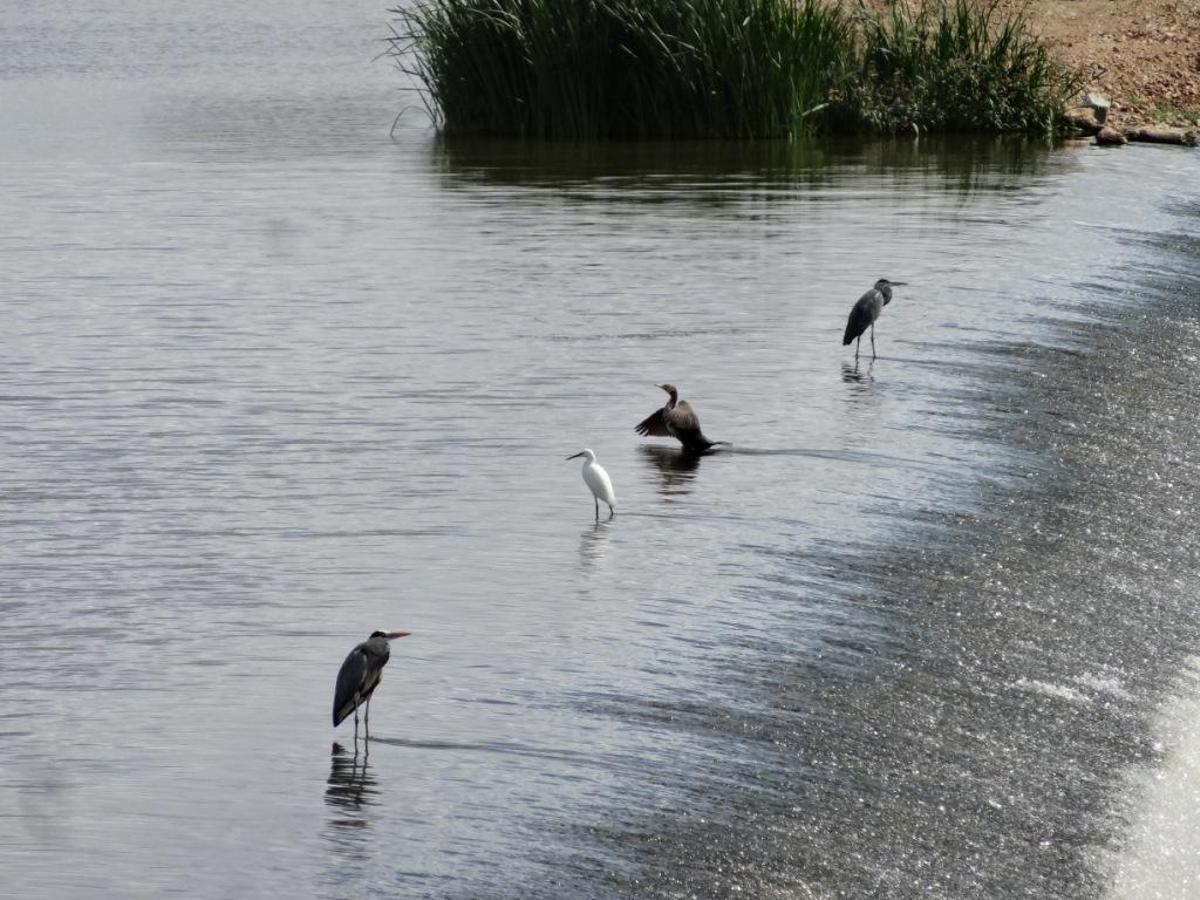 Aves en el azud de La Granadilla, en Badajoz.