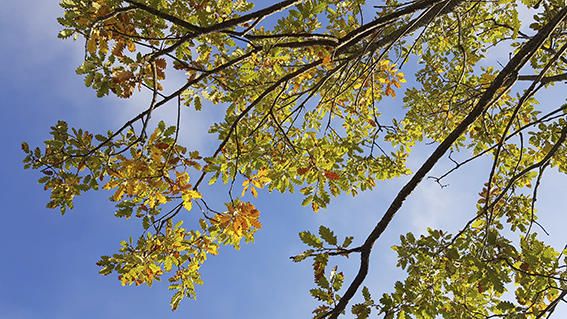 Els arbres. Les fulles dels roures del Solsonès van canviant de tonalitats amb l’arribada del canvi d’estació.