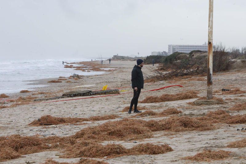 Desperfectos del temporal en las playas del Perellonet y El Saler.