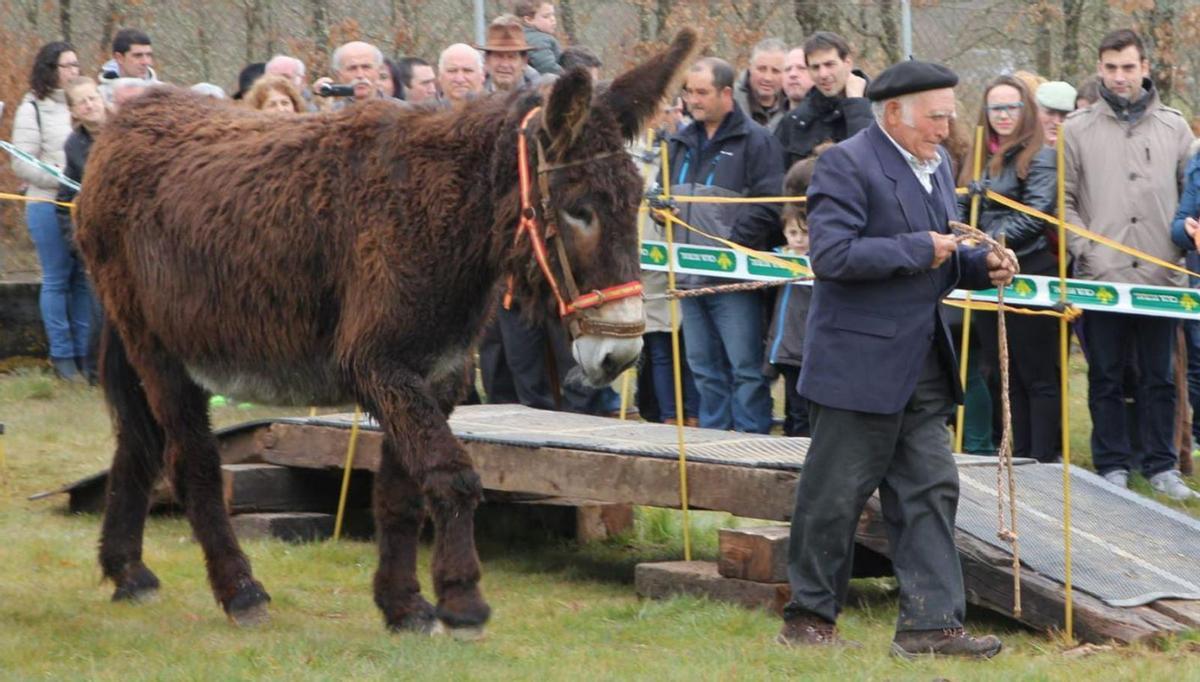 La Feria de San Miguel incluirá burras de raza Zamorano-Leonesa