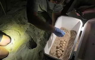 Diana regresa a Dénia: así ha sido la puesta del primer nido de tortuga de la temporada en las playas valencianas