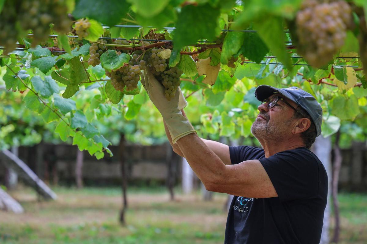 La pasada vendimia, que con más de 47 millones de kilos marcó un récord histórico en Rías Baixas.