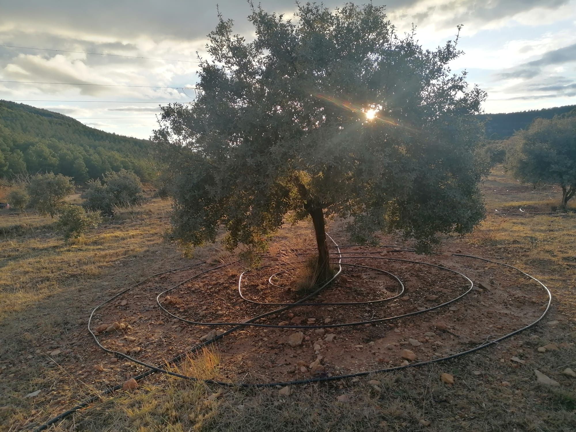 La truficultura invade la Serranía: una alternativa a los cultivos de serrano tradicionales