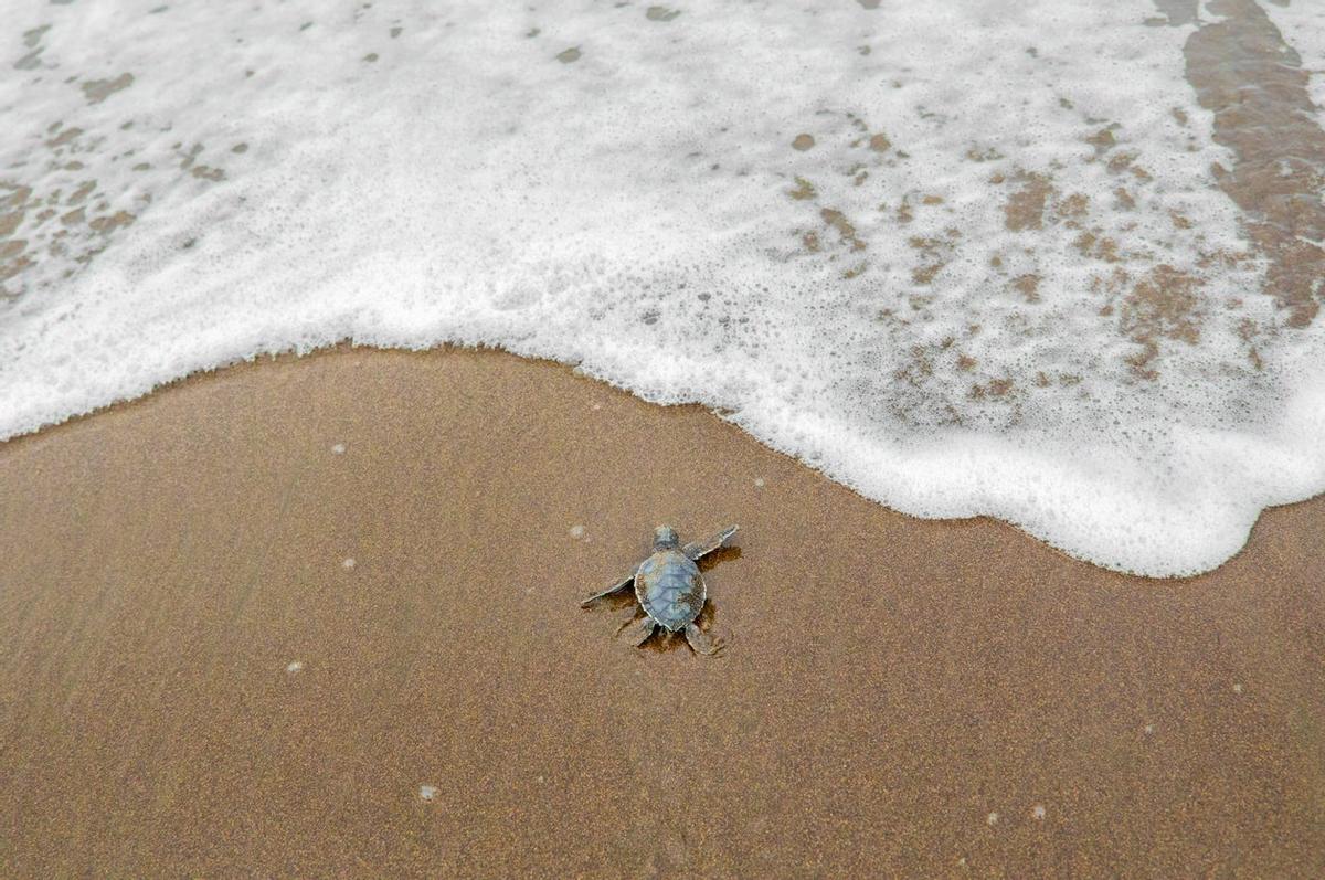 La llegada de una tortuga bebé al mar siempre es un momento de celebración