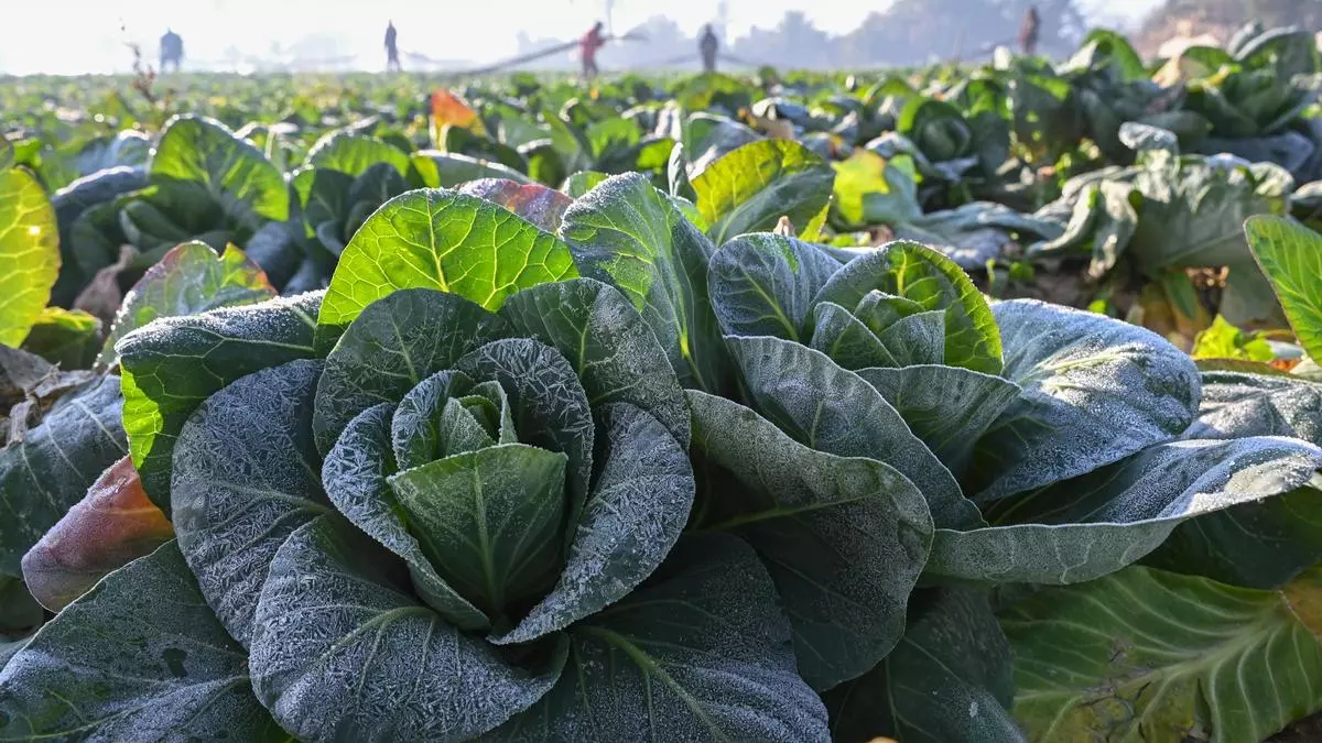 Las heladas afectan a la huerta de la Vega Baja y el Camp d'Elx y dañan la alcachofa