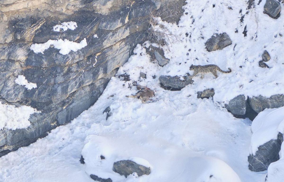 1. Un íbex del Himalaya. 2. Oliver Martínez durante la ruta hasta Kibber. 3. Una Liebre del Himalaya. 4. Una alondra cornuda. 5. El leopardo de las nieves se aproxima al carnero azul que había cazado. 6. Un zorro camina por la nieve. 7. Colirrojo de Guldenstädt. FOTOS de Oliver Martínez