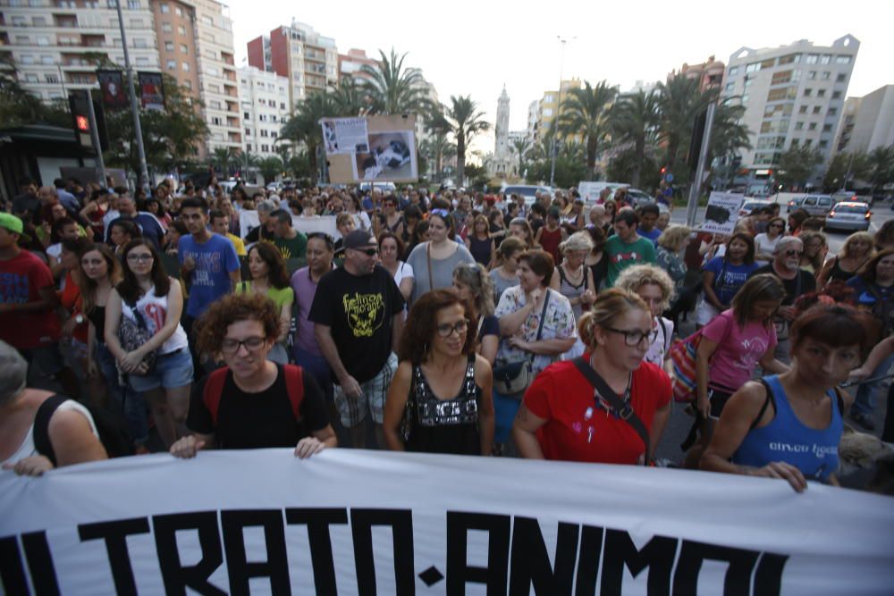 Manifestación tras el maltrato a los gatitos