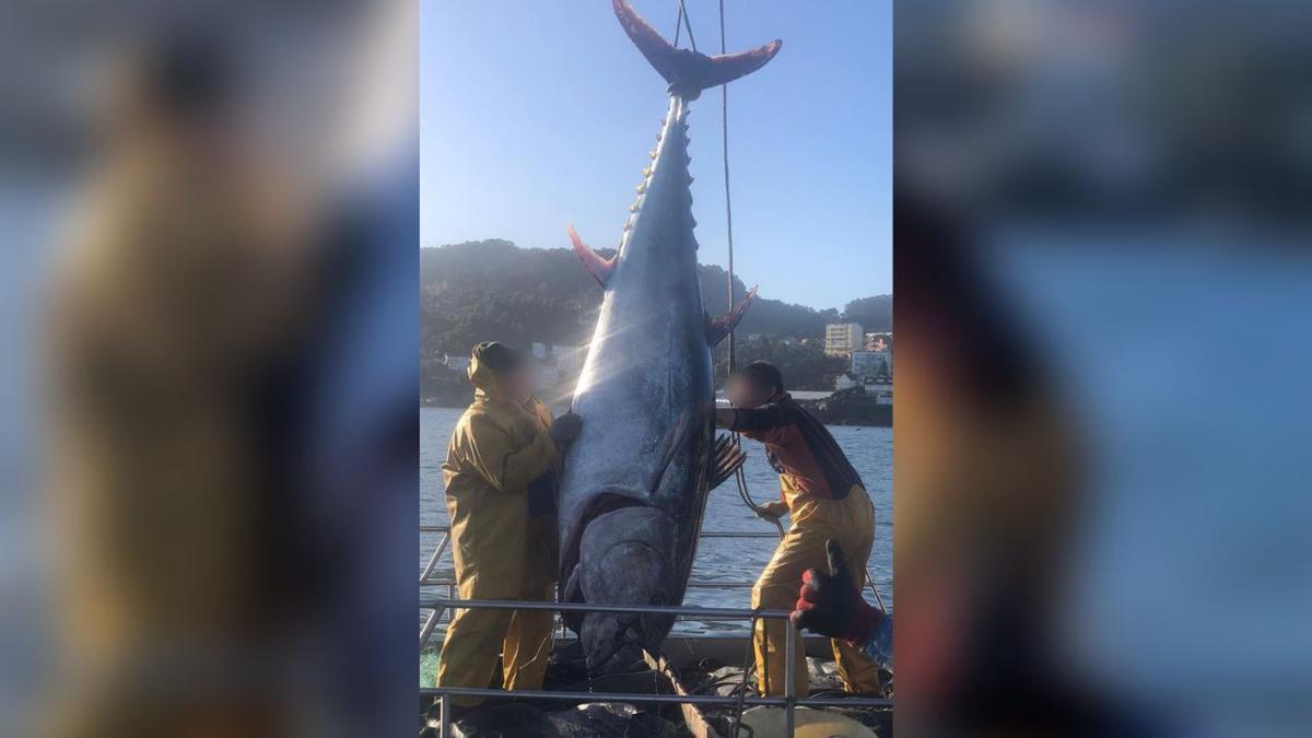 Los marineros del barco bateeiro izando el atún rojo de 300 kilos. 25 noviembre 2022.