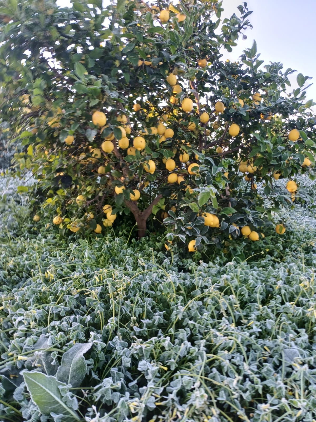 Así han amanecido muchos cultivos de la Vega Baja y el Camp d´Elx: bajo la escarcha