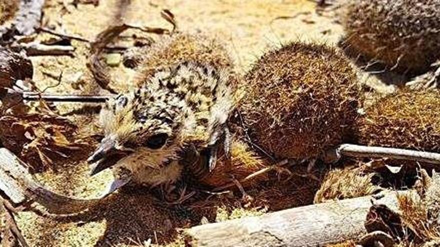 Un polluelo de chorlitejo patinegro en uno de los nidos de es Cavallet
