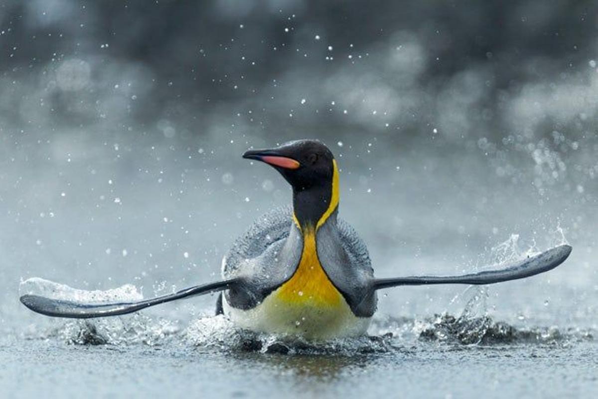 Pingüino rey en las Islas Georgias del Sur.