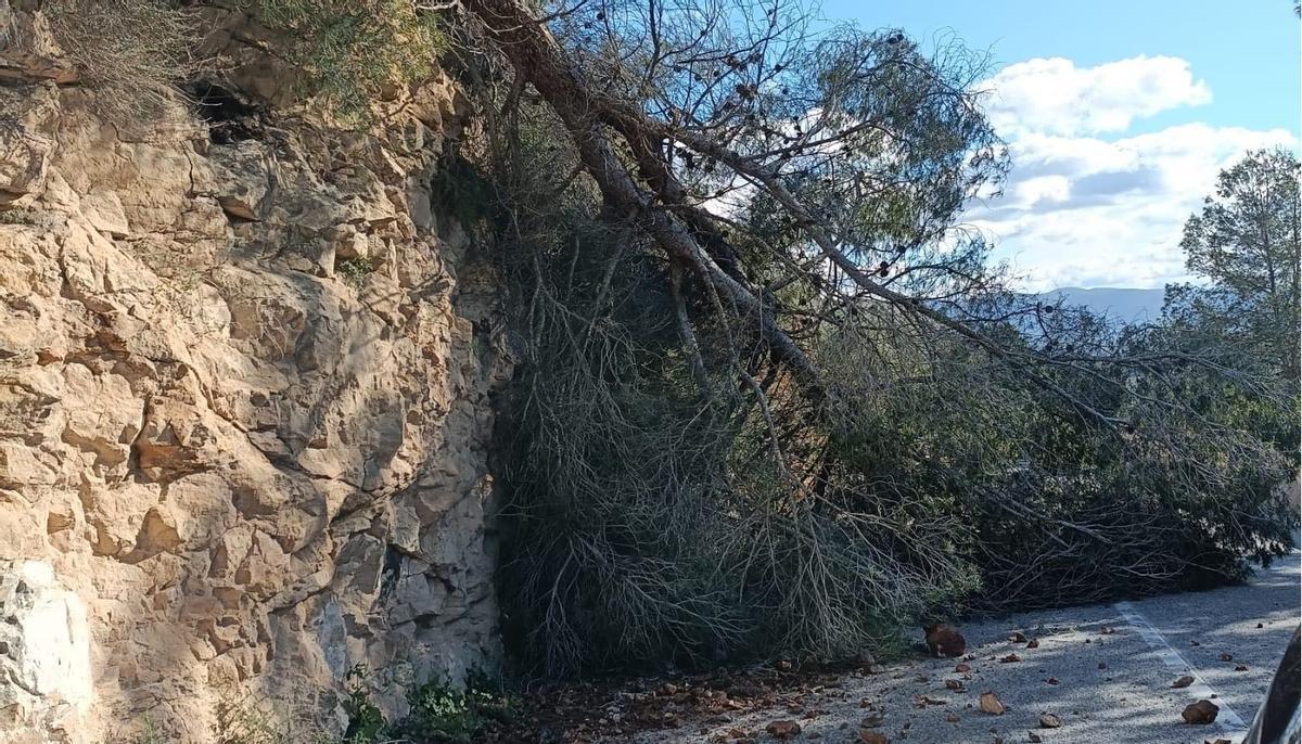 Un árbol volcado sobre la carretera CV-620 entre Bellús y Xàtiva.