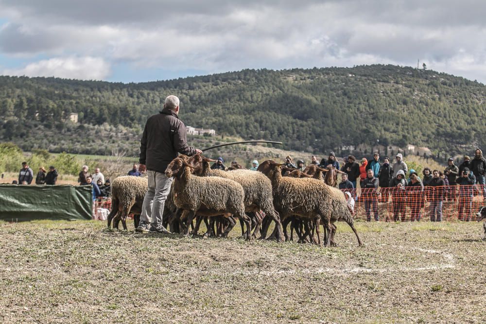 «Concurs de Gossos de Ramat» de Agres.