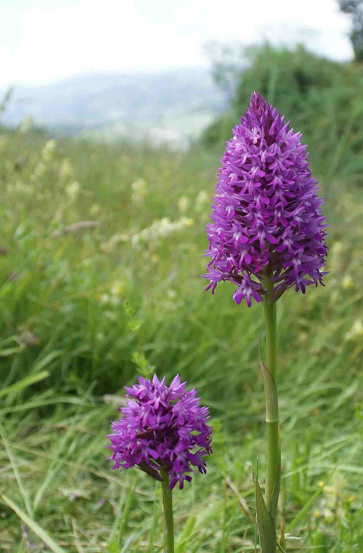 La primavera adelantada de Villaviciosa en imágenes