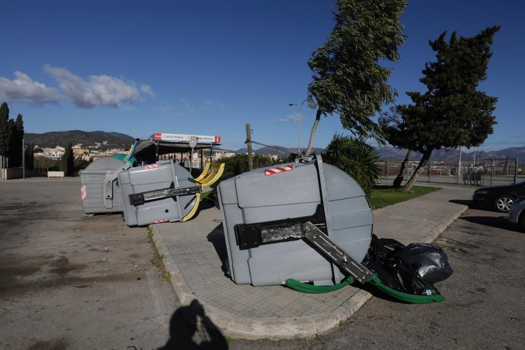 Umgestürzte Bäume und Müllcontainer: Die Folgen des Sturms auf Mallorca