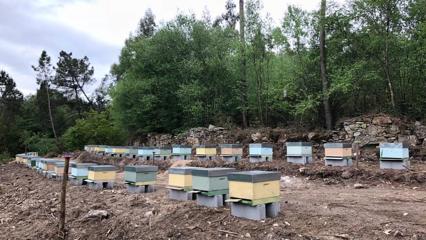 Los apicultores gallegos, contra las cuerdas: &quot;El 50% de las explotaciones no resisten dos o tres años&quot;
