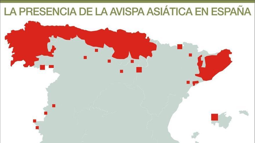 Detectada la avispa asiática en la región aunque aún no se han localizado nidos