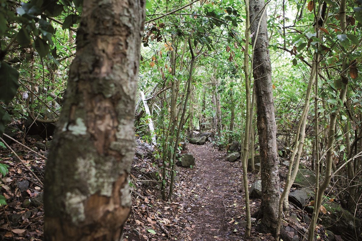 La vegetación de los Tilos de Moya forma parte de lo que fue la Selva de Doramas, morada del guerrero aborigen -
