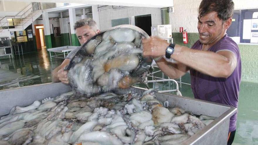 Dos marineros descargan las capturas de pulpo en una lonja gallega.