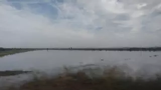 Una plaga de orugas y las últimas lluvias reducen la cosecha de algodón por debajo de las 100.000 toneladas