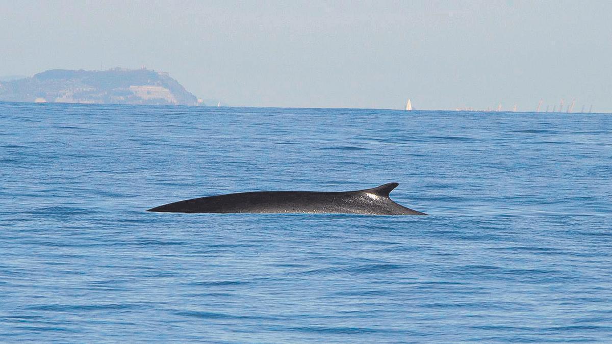 Un rorcual en aguas de la prolvincia de Alicante.