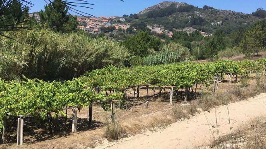 Viñadores do Atlántico subraya el valor de viñedos centenarios de Cangas