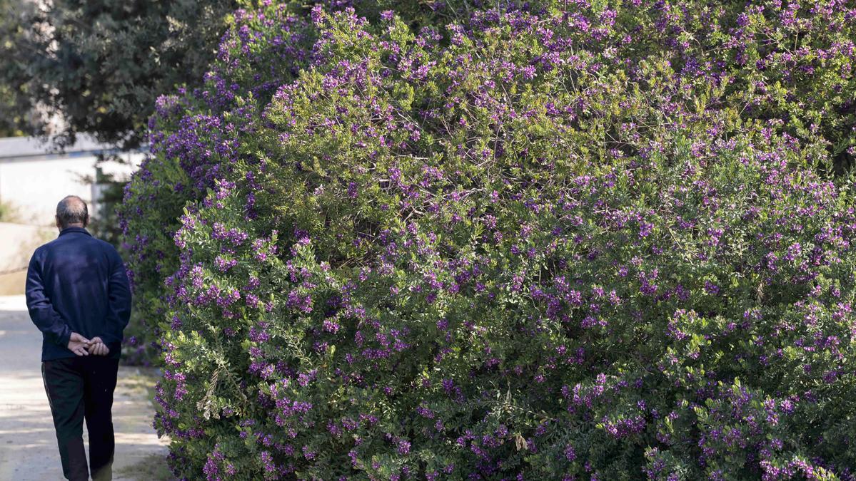 La primavera viene moderada para los alérgicos excepto en Extremadura y Toledo