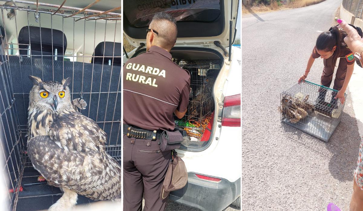 Buho real rescatado en Chiva por la Guarda Rural