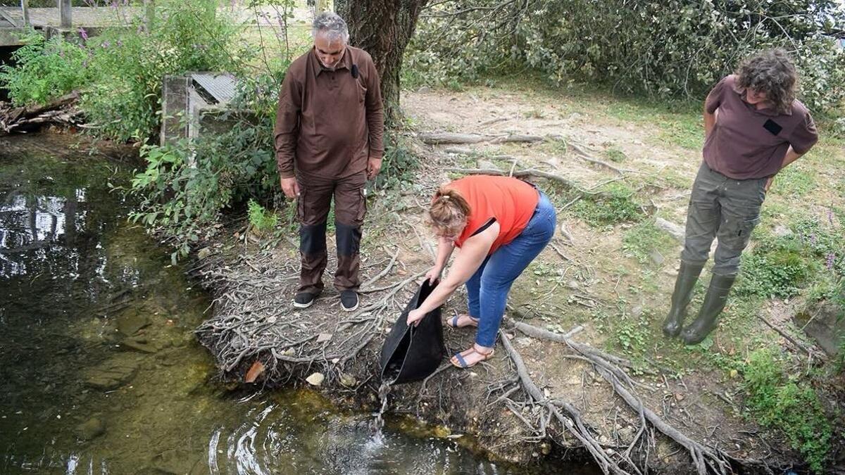 Un momento de la suelta de alevines de trucha en la laguna artificial de Mina Mercedes, Valga