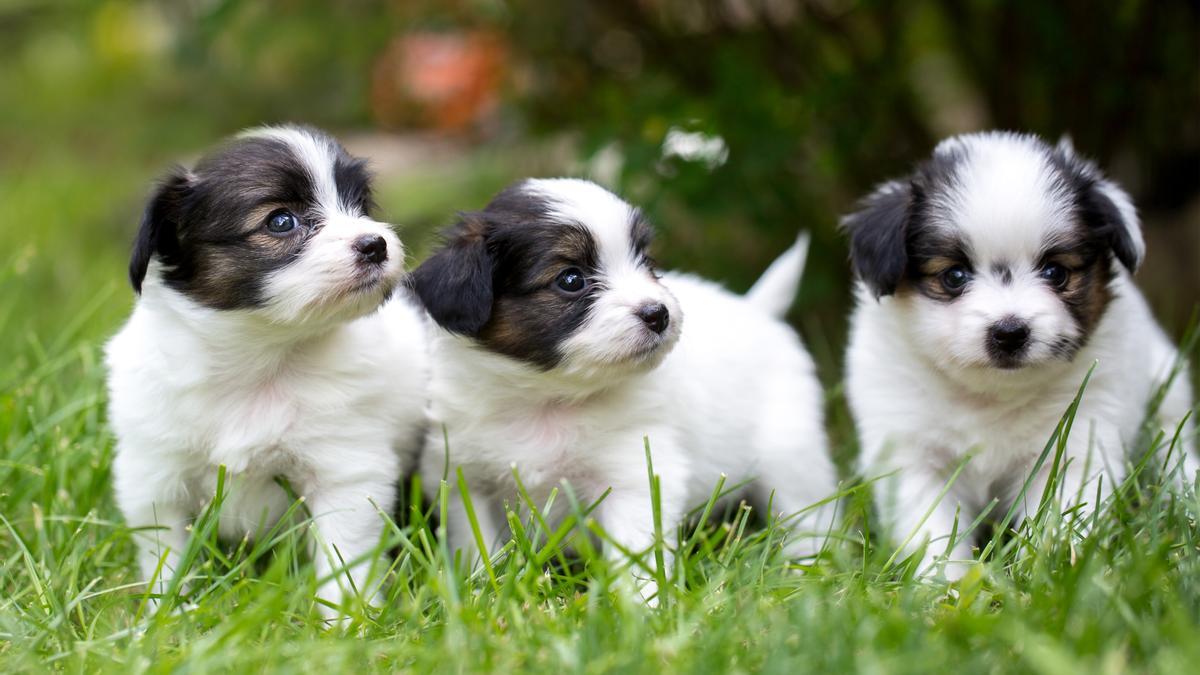 Encuentra al compañero perfecto: Las 20 razas de perros pequeños para vivir en apartamentos